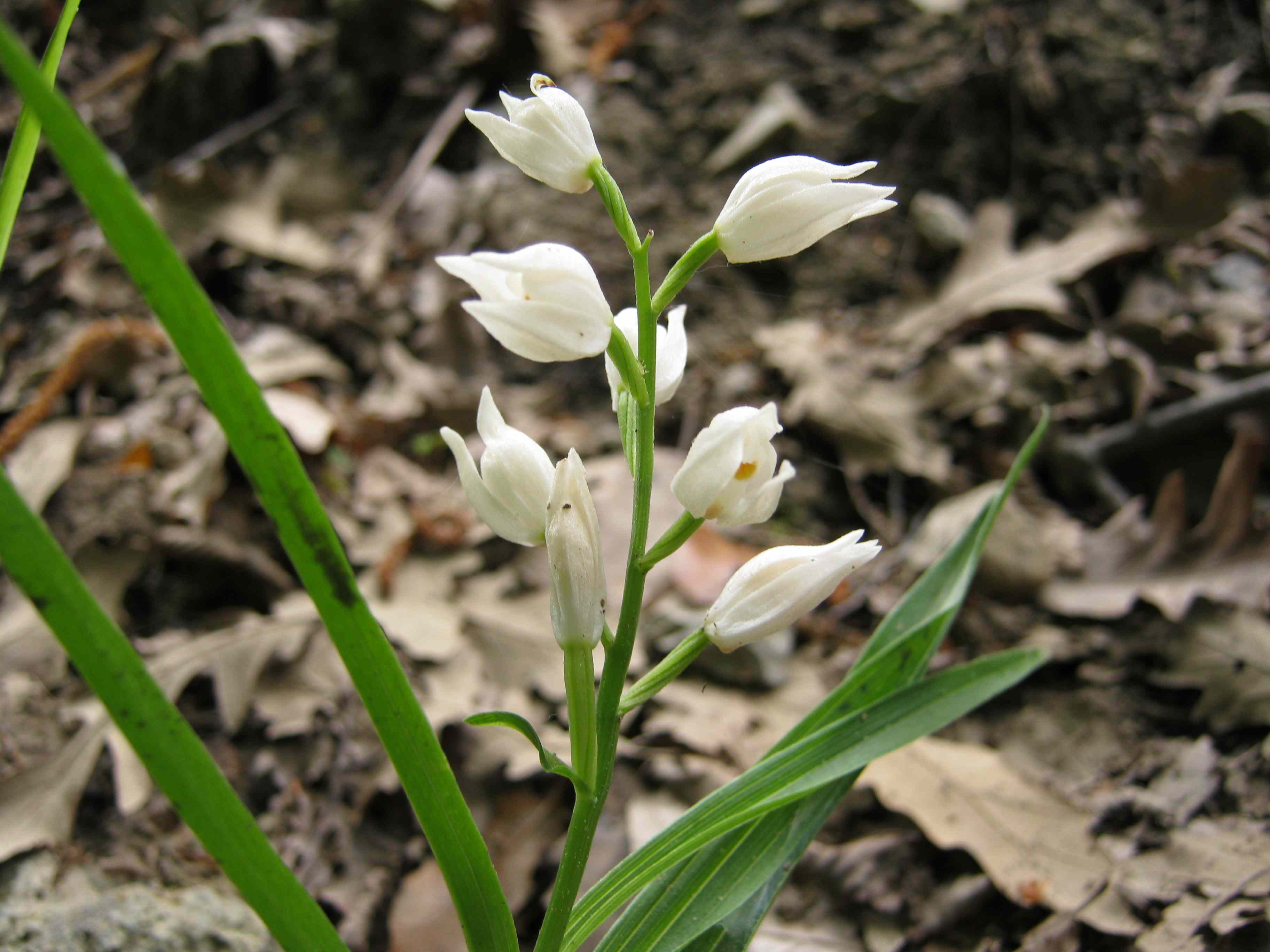 Cephalanthera longifolia?